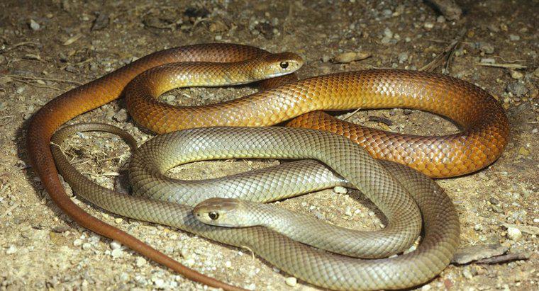 Como as cobras se reproduzem?