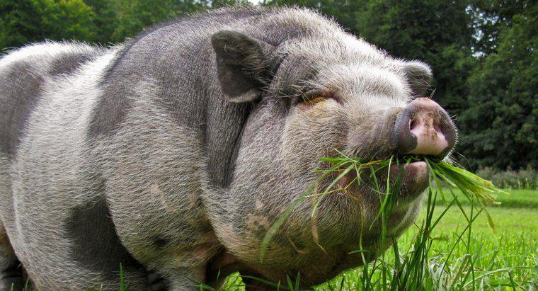 O que comem porcos barrigudos?