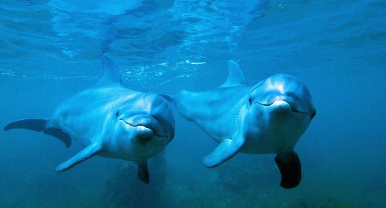Como os golfinhos-nariz-de-garrafa se reproduzem?