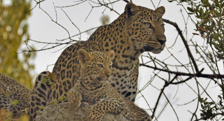 Como é chamado um grupo de leopardos?