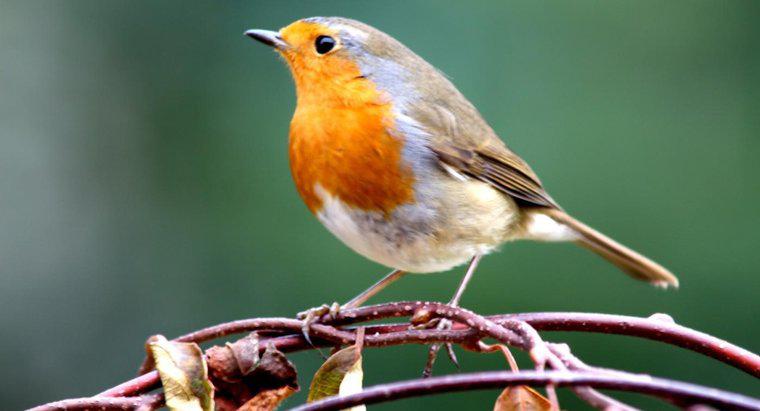 Onde você pode encontrar uma tabela de identificação de pássaros online?