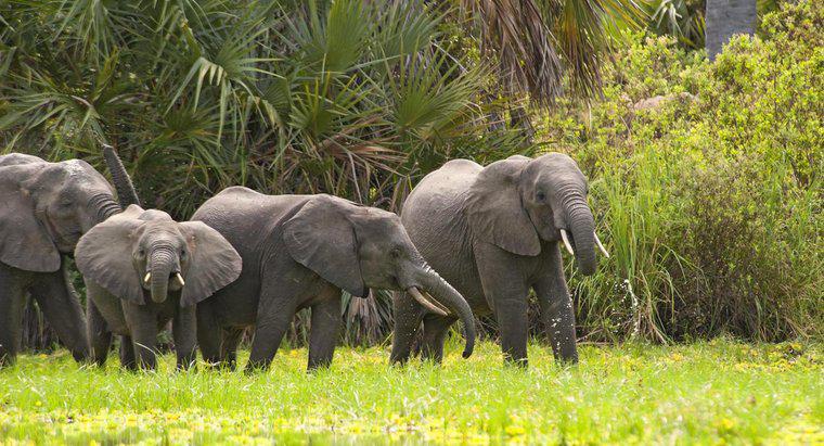 Quanto pesa o elefante africano médio?