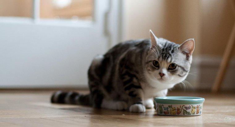 Qual é a melhor comida de gato para gatos internos?