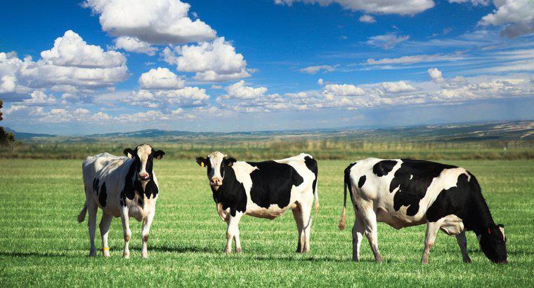 Qual é o habitat de uma vaca?