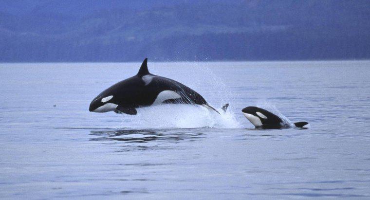 Por que as baleias saltam da água?