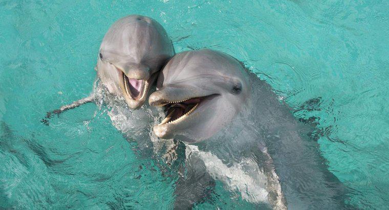 Quanto tempo vivem os golfinhos-nariz-de-garrafa?