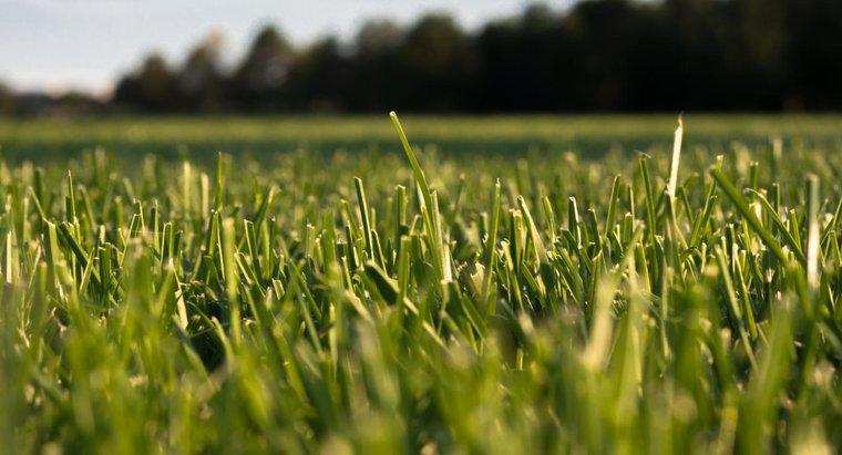 Onde você pode comprar produtos de fertilizantes Lesco Lawn?
