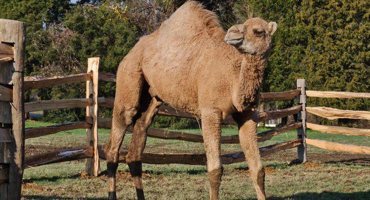 Qual animal corre mais rápido: um camelo ou um cavalo?