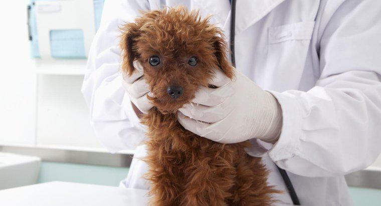 Quando os filhotes de cachorro tiram as primeiras vacinas?