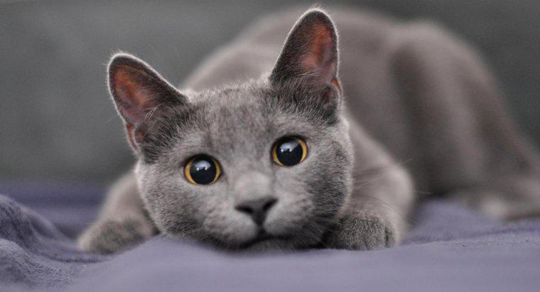 Quais são alguns bons nomes para um gato cinzento macho?