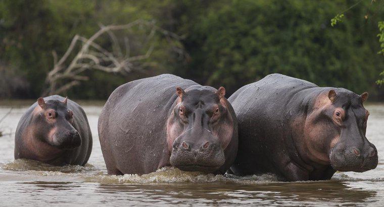 Por que o hipopótamo foi caçado no antigo Egito?
