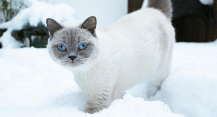 Os gatos ficam com uma pelagem mais espessa no inverno?