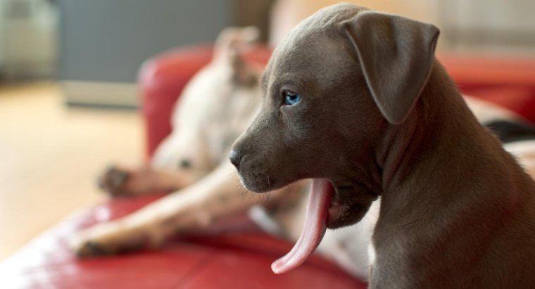 Como são os pitbulls Red Nose e Blue Nose?