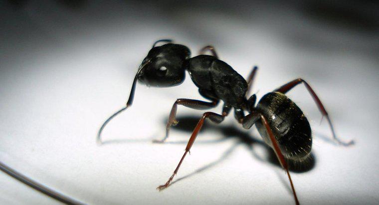 As formigas pretas mordem pessoas?