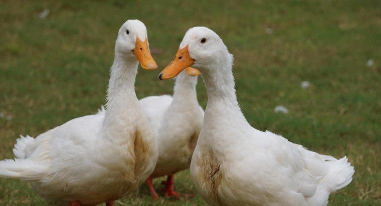 Como você pode saber se um pato branco é macho ou fêmea?