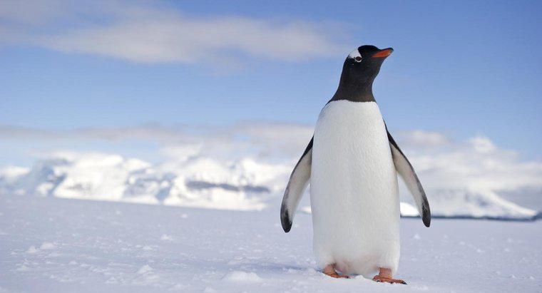 O que é o habitat de um pinguim?