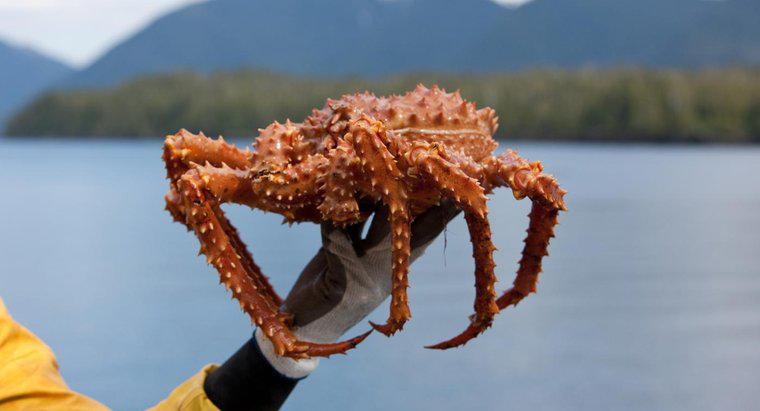 Quanto tempo dura a temporada do caranguejo rei do Alasca?