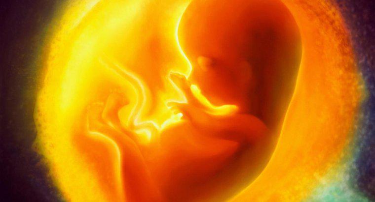 Onde o feto se desenvolve?