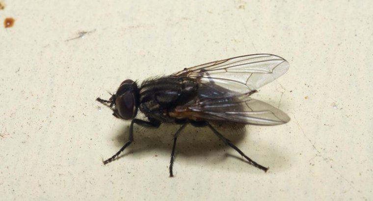 O que causa uma infestação por mosca doméstica?