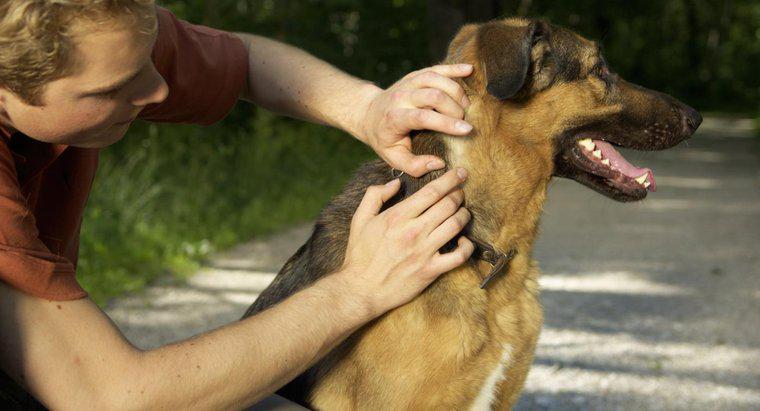 Como você evita carrapatos em cães?