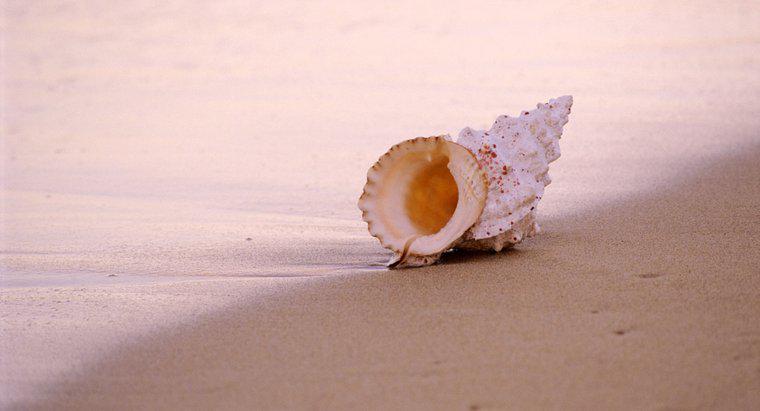 Por que as conchas do mar soam como o oceano?