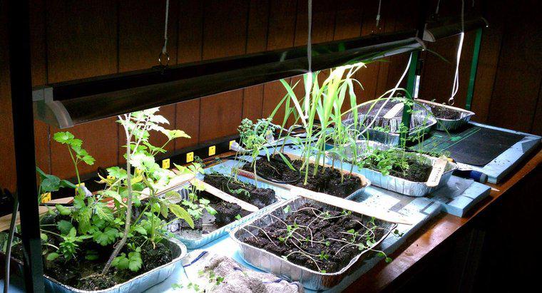 Uma planta pode sobreviver sem luz solar?