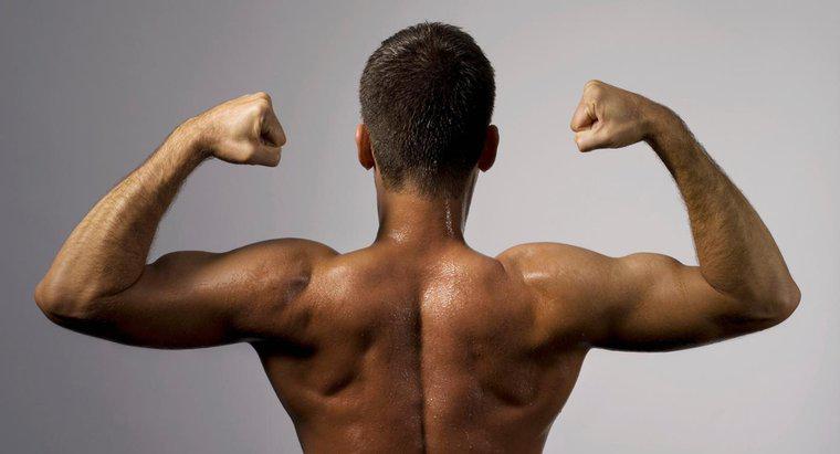 Por que o bíceps é classificado como músculo esquelético?