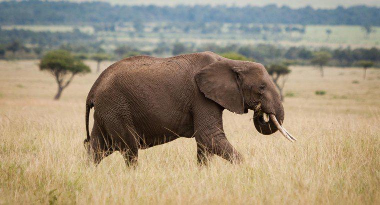 O que é um inimigo do elefante africano?