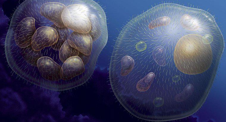 Como os organismos multicelulares crescem?