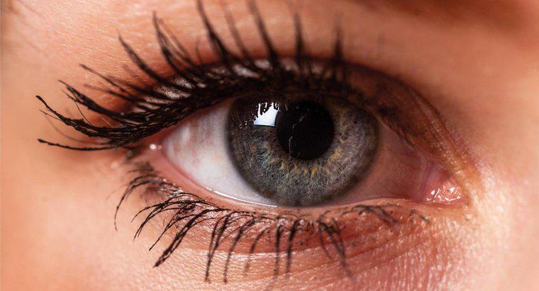 Qual é o nome do canto interno do seu olho?