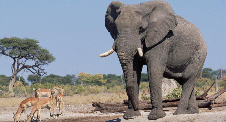 Qual a altura dos elefantes?