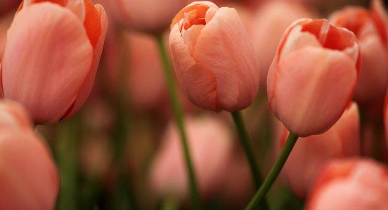 Qual é o nome científico para Tulip?