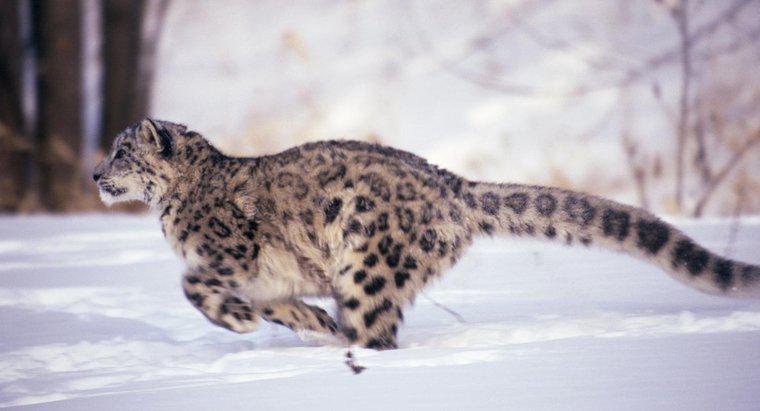 Qual a velocidade de execução de um Leopard?