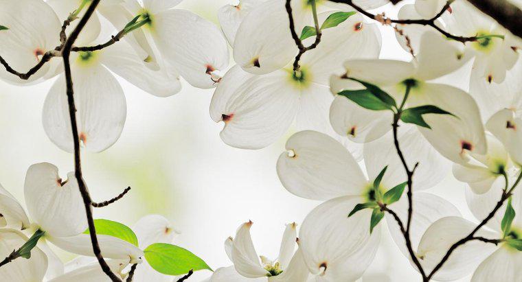 Qual é o simbolismo das flores de Dogwood?