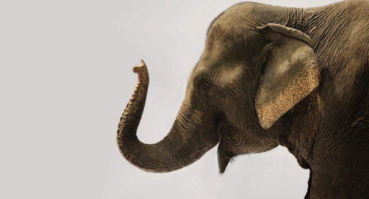 Quantos músculos existem na tromba de um elefante?