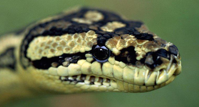 Pythons são venenosos?