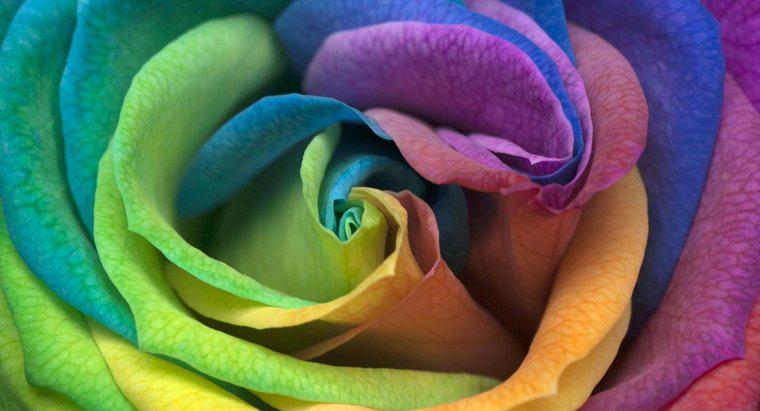 Como você faz uma rosa do arco-íris?