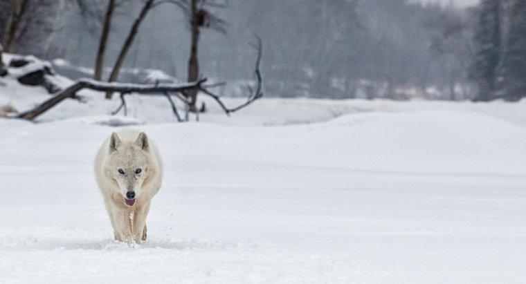 O que é o habitat do lobo ártico?