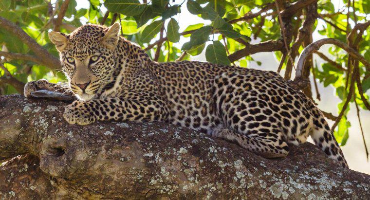 Por que os leopardos estão em perigo?
