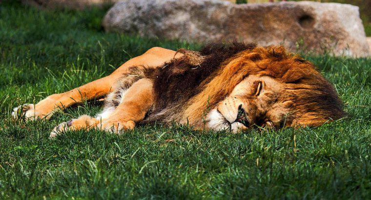 Onde dormem os leões?