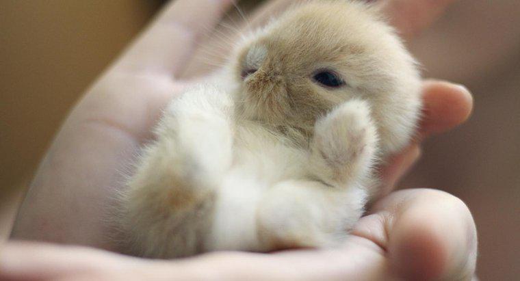 Você precisa ser treinado para alimentar coelhos bebês?