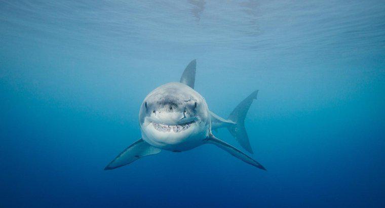 Como o grande tubarão branco foge dos predadores?