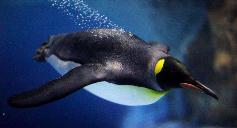 Quão rápido os pinguins podem nadar?