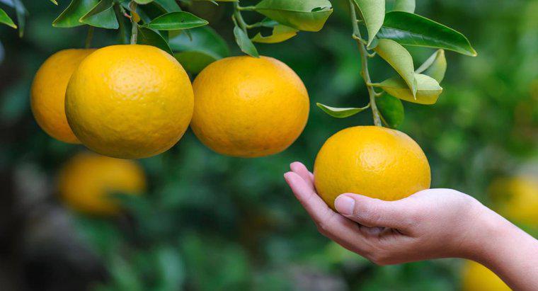 Quais são os benefícios das laranjas?