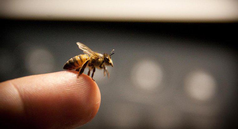 O que é um tratamento eficaz para parar o inchaço de uma picada de abelha?
