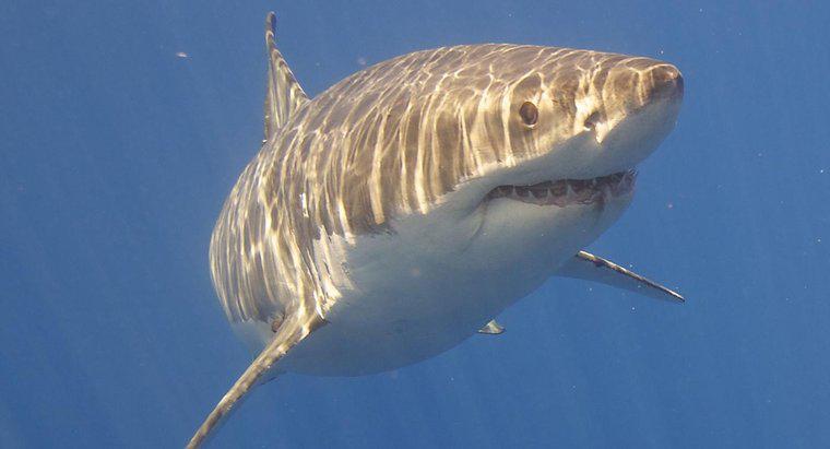 Quais são as adaptações comportamentais do Grande Tubarão Branco?
