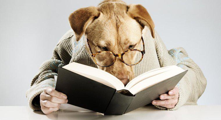 Quais são alguns nomes literários para cães?