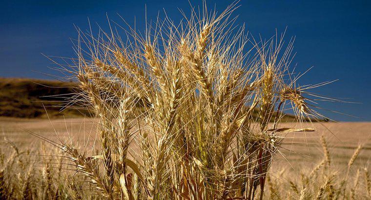 Qual é a aparência de uma planta de trigo?