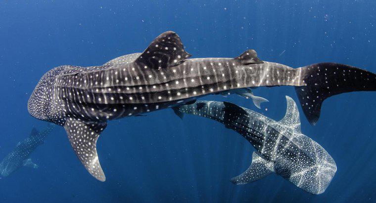 Como um tubarão-baleia se protege?
