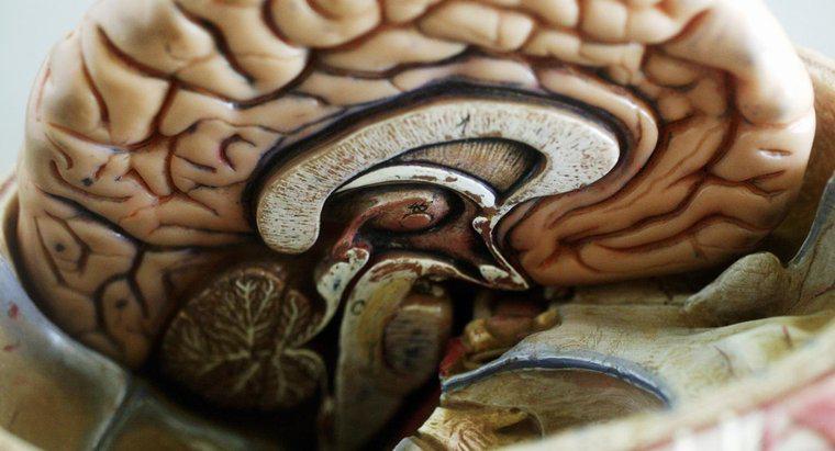 Qual é a maior parte do cérebro?